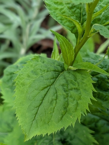Image of Solidago flexicaulis
