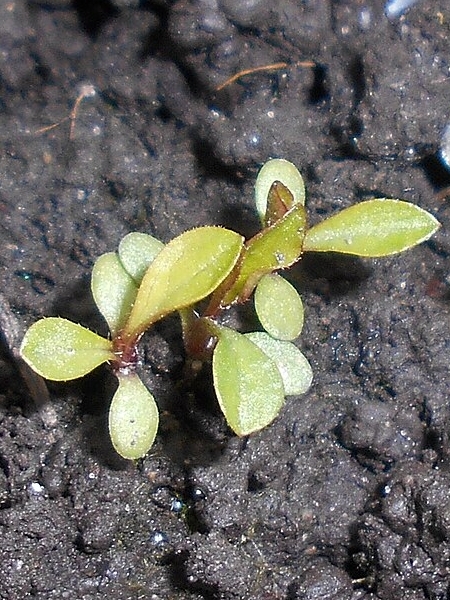 Image of Solidago gigantea