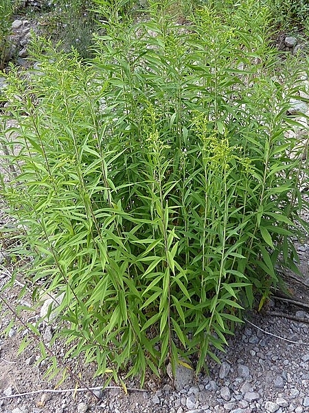 Image of Solidago gigantea