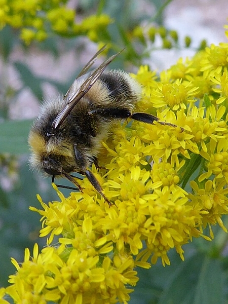 Image of Solidago gigantea
