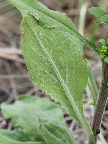 Image of Solidago hispida