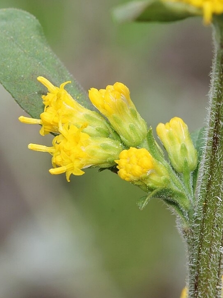 Image of Solidago hispida