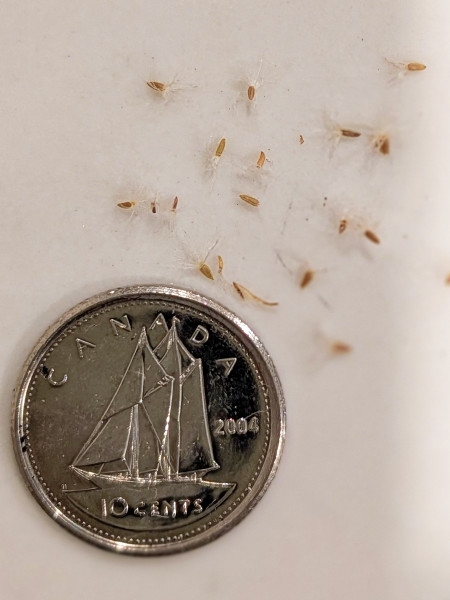 Image of Solidago juncea