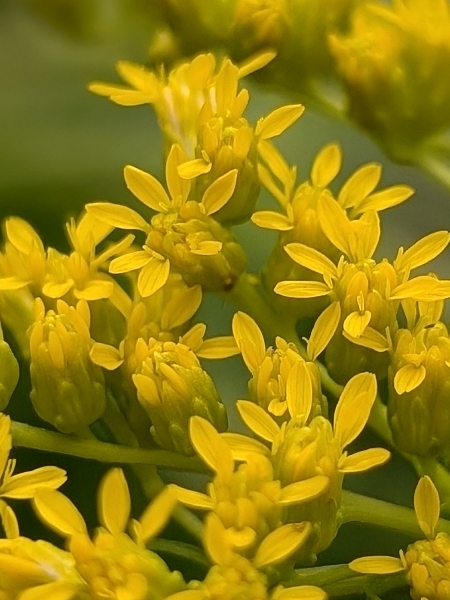 Image of Solidago juncea