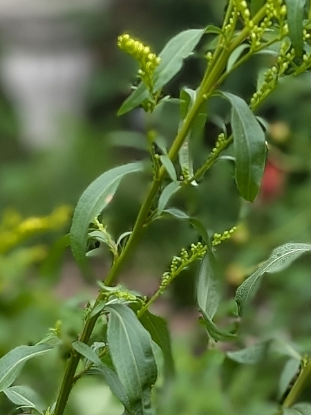 Image of Solidago juncea