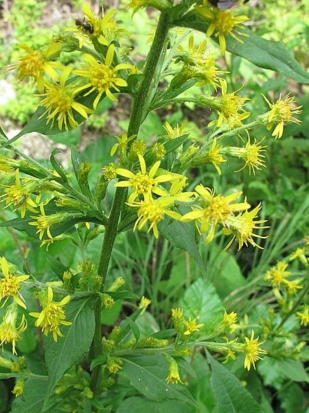 Image of Solidago macrophylla