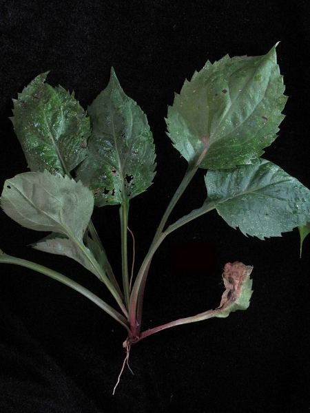 Image of Solidago macrophylla