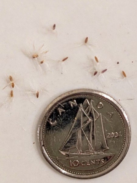 Image of Solidago nemoralis