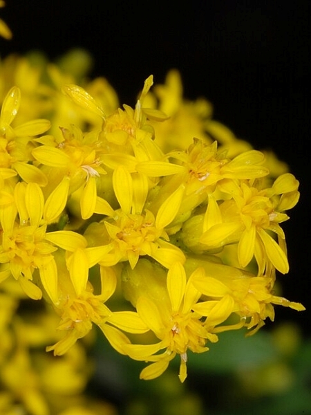Image of Solidago nemoralis
