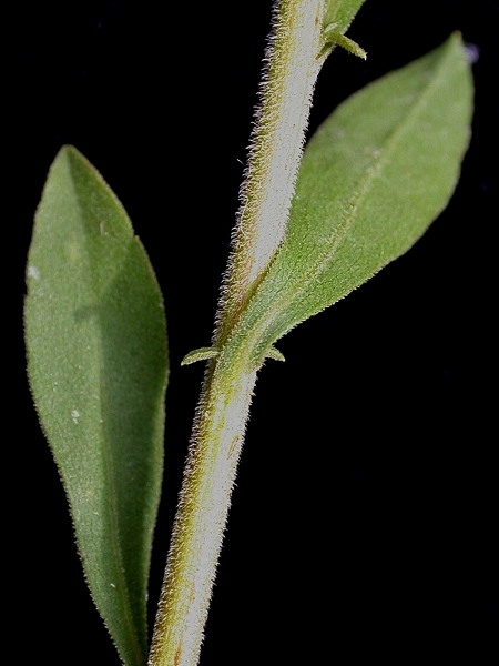 Image of Solidago nemoralis