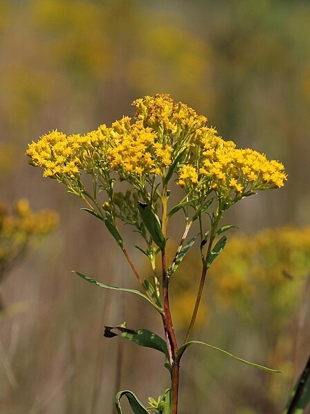 Image of Solidago ohioensis