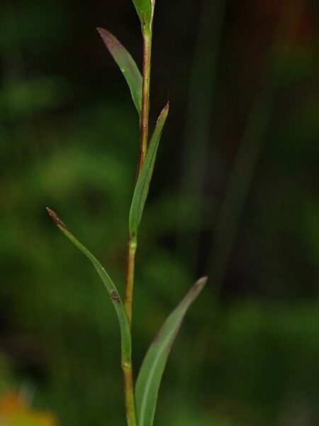 Image of Solidago ohioensis