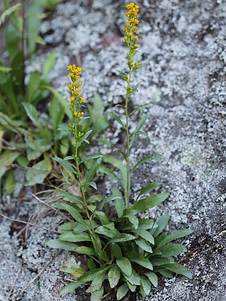 image for Solidago ontarioensis