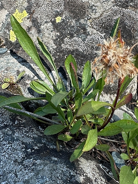 Image of Solidago ontarioensis