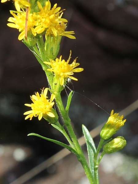 Image of Solidago ontarioensis