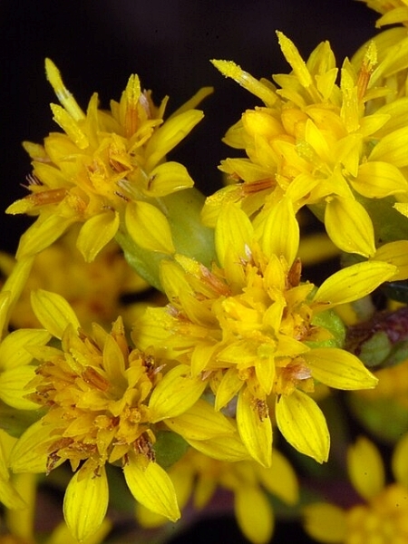 Image of Solidago patula
