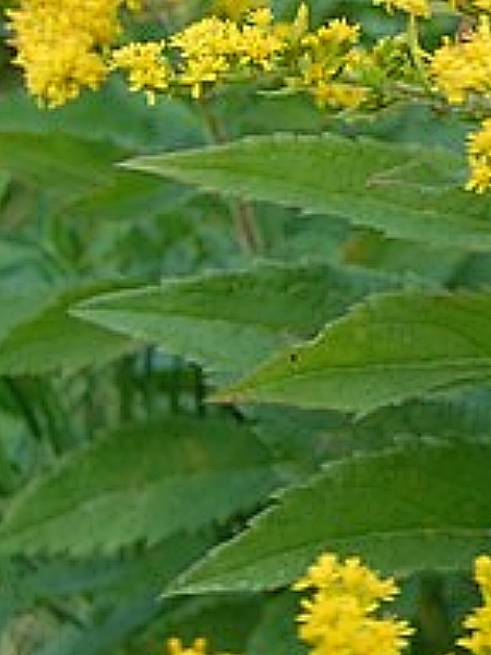 Image of Solidago patula