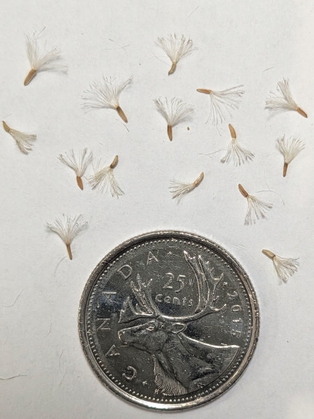 Image of Solidago ptarmicoides