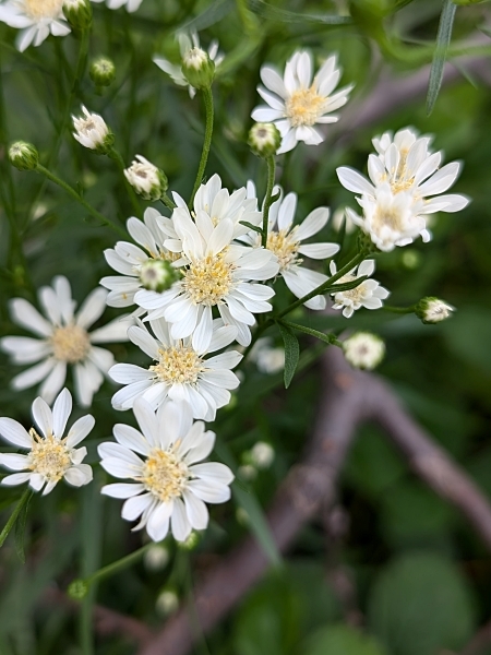 Image of Solidago ptarmicoides