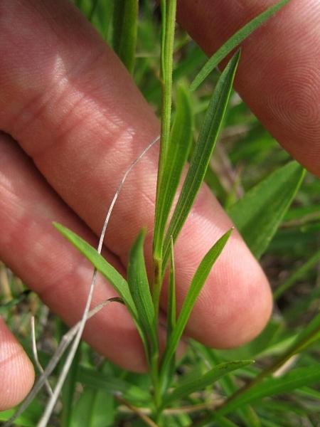 Image of Solidago ptarmicoides