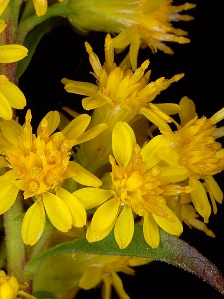 Image of Solidago puberula