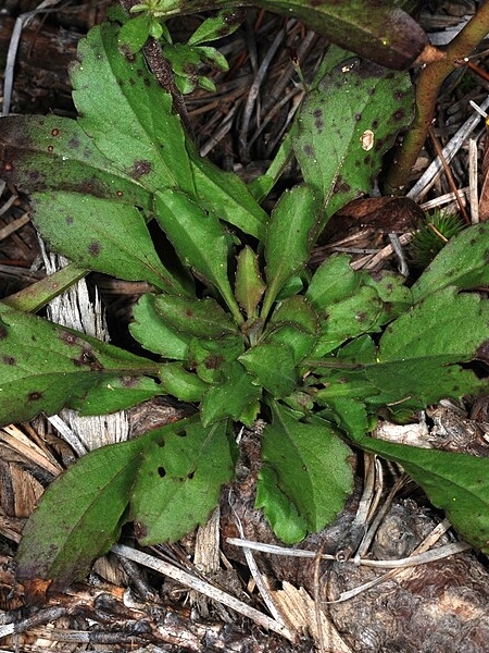Image of Solidago puberula
