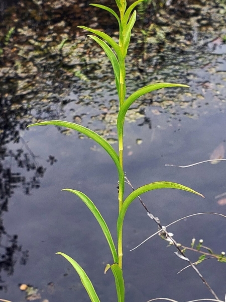 Image of Solidago riddellii