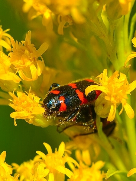 Image of Solidago riddellii
