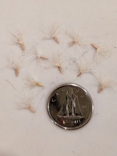 Image of Solidago rigida