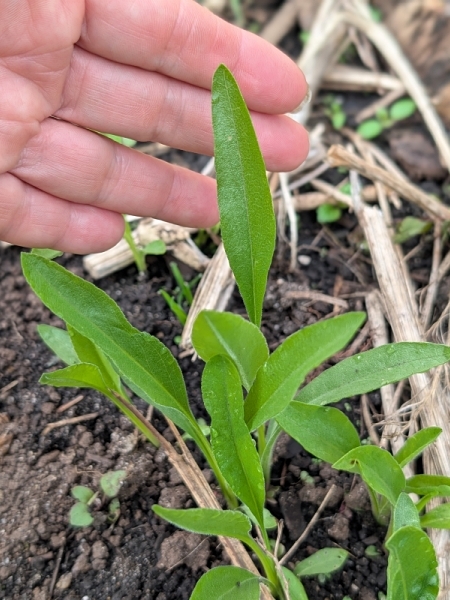 Image of Solidago rigida