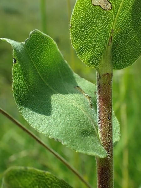 Image of Solidago rigida