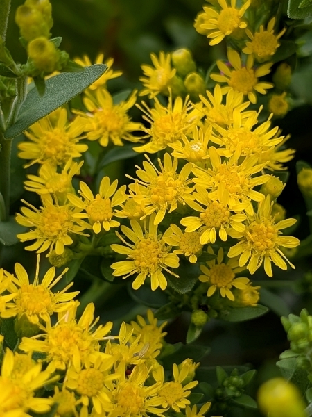 Image of Solidago rigida