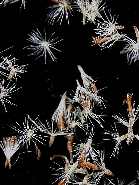 Image of Solidago rugosa
