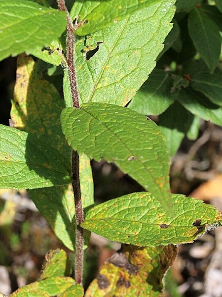 Image of Solidago rugosa