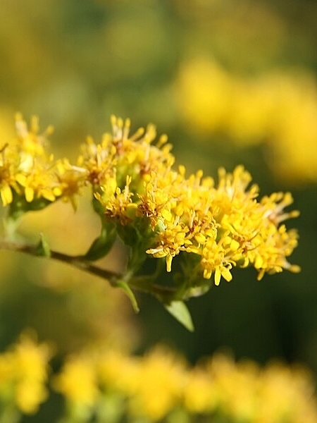 Image of Solidago rugosa