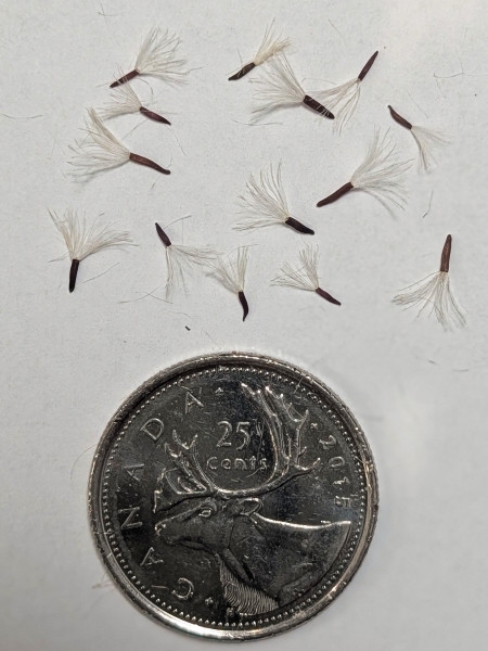 Image of Solidago squarrosa