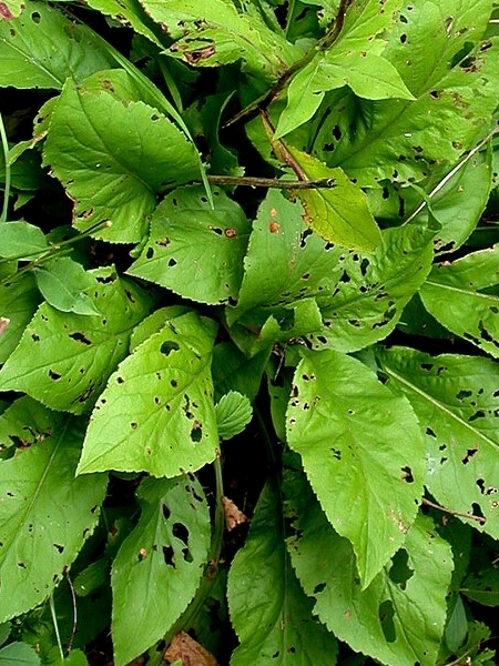 Image of Solidago squarrosa