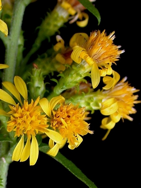 Image of Solidago squarrosa