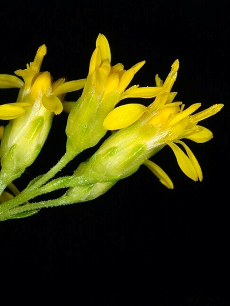 Image of Solidago uliginosa