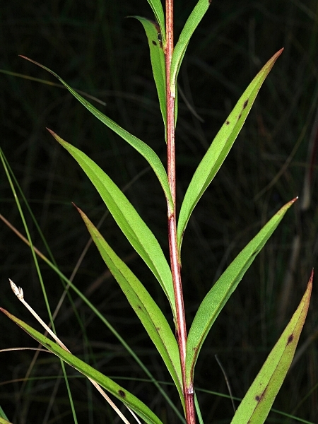 Image of Solidago uliginosa