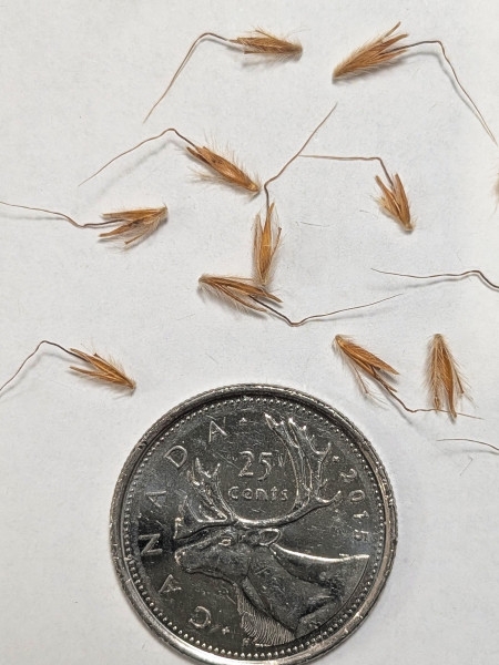 Image of Sorghastrum nutans