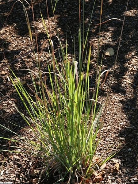 Image of Sorghastrum nutans