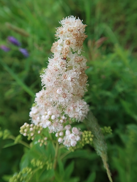Image of Spiraea alba