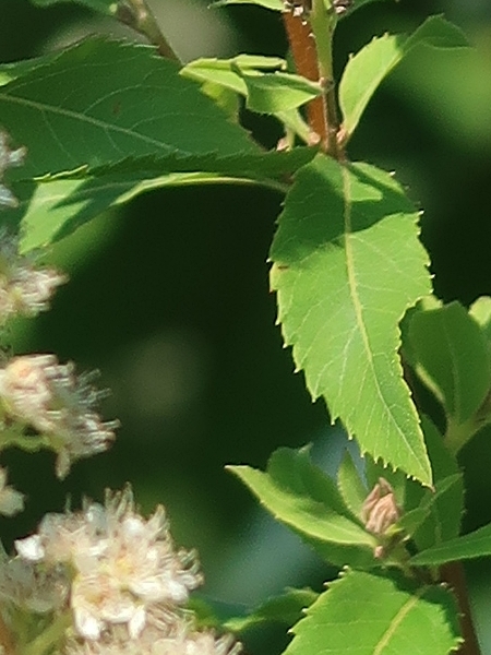 Image of Spiraea alba