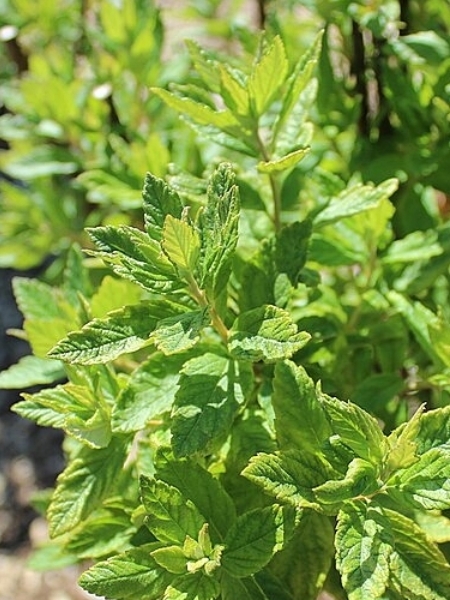 Image of Spiraea tomentosa