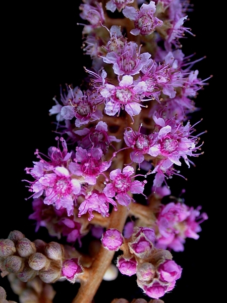 Image of Spiraea tomentosa