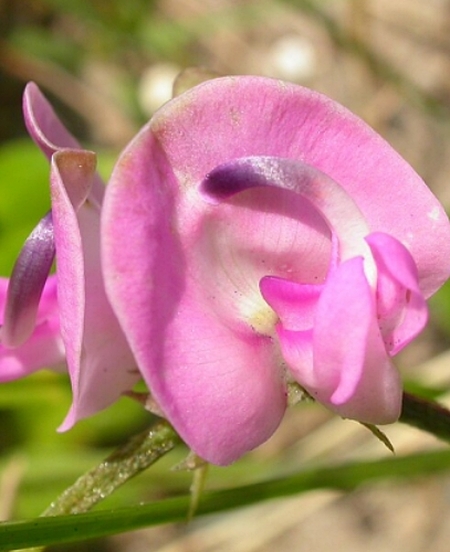 Image of Strophostyles helvola