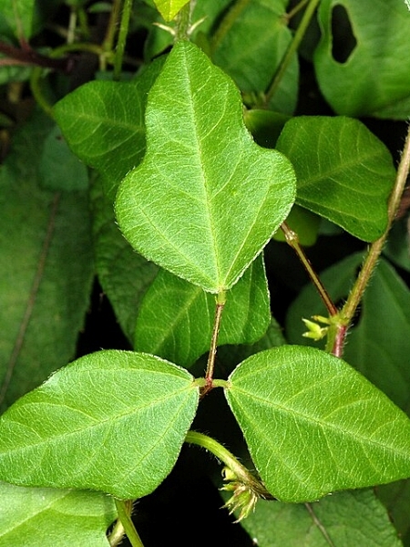 Image of Strophostyles helvola