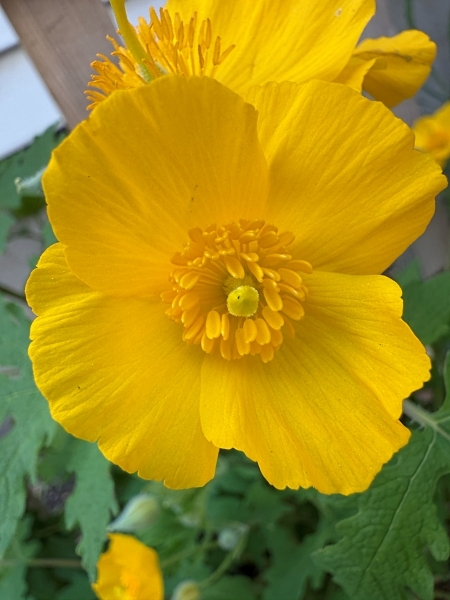 Image of Stylophorum diphyllum