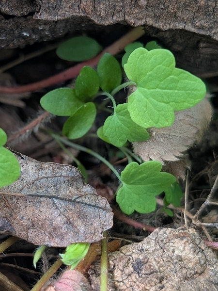 Image of Stylophorum diphyllum